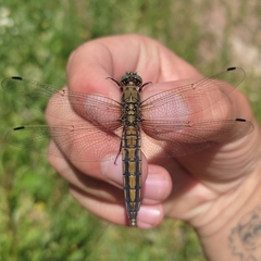 Orthetrum cancellatum