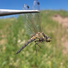 Orthetrum cancellatum