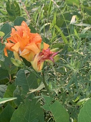 Hemerocallis fulva kwanso