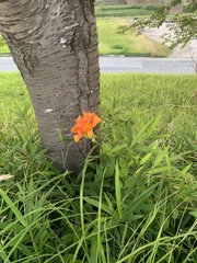 Hemerocallis fulva kwanso