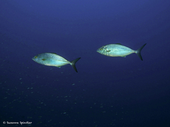 Seriola fasciata