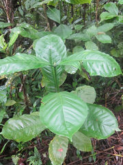 Coffea liberica