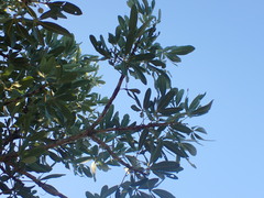 Sterculia alexandri