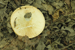 Lactarius yazooensis