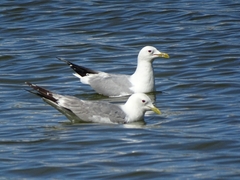 Larus canus