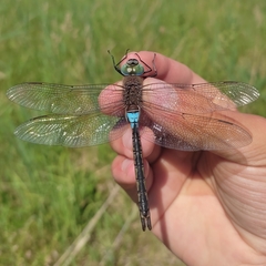 Anax parthenope