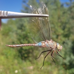 Anax parthenope
