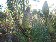 Leucadendron nobile