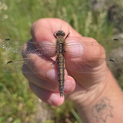 Orthetrum cancellatum