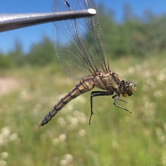 Orthetrum cancellatum