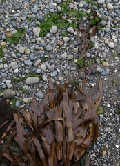 Lessonia trabeculata