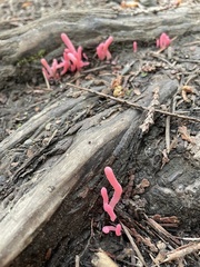 Clavaria rosea