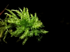 Sphagnum centrale