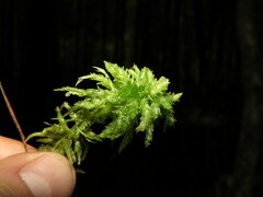 Sphagnum centrale