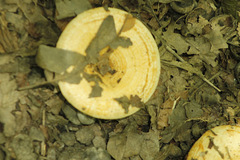 Lactarius yazooensis