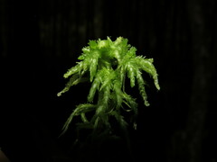 Sphagnum centrale