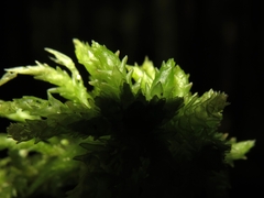 Sphagnum centrale