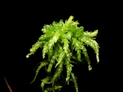 Sphagnum centrale