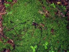 Sphagnum centrale