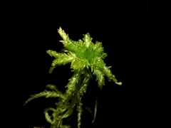 Sphagnum centrale
