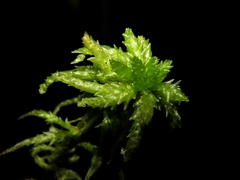 Sphagnum centrale