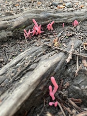 Clavaria rosea