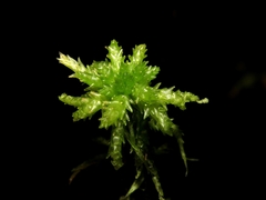 Sphagnum centrale