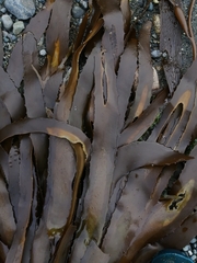 Lessonia trabeculata