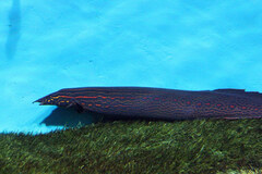 Fire Eel photo 1