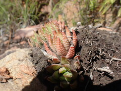 Haworthiopsis fasciata
