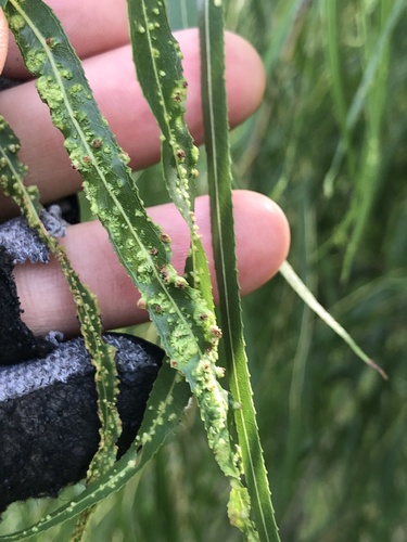 Willow Bead Gall Mite photo 5