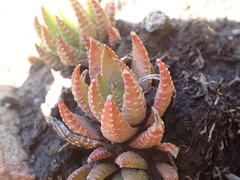 Haworthiopsis fasciata