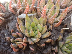 Haworthiopsis fasciata