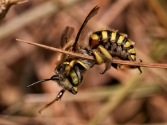 Anthidium loti