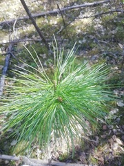 Pinus sibirica