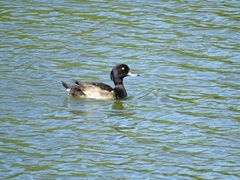 Aythya fuligula