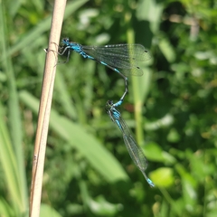Coenagrion pulchellum