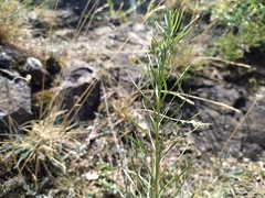 Galatella linosyris