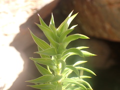Oedera speciosa