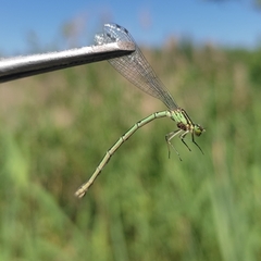 Coenagrion hastulatum