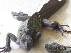 Hydrosaurus pustulatus