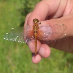 Sympetrum flaveolum