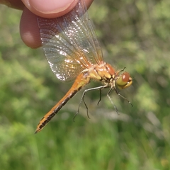 Sympetrum flaveolum