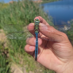 Anax imperator