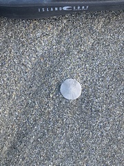 Echinarachnius parma