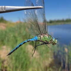 Anax imperator