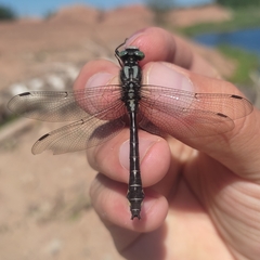 Gomphus vulgatissimus