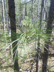 Pinus sibirica