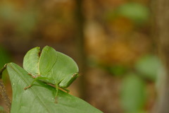 Plagiotriptus hippiscus