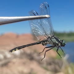 Gomphus vulgatissimus